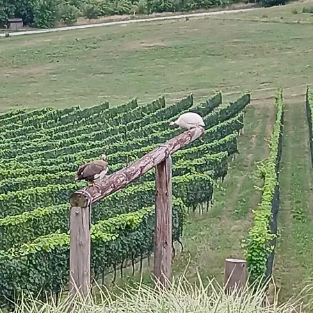 Urlaub Am Weinhof Ramminger *