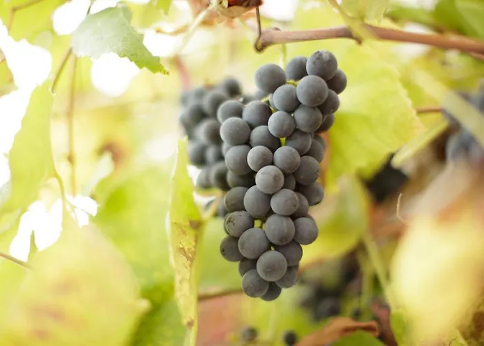 公寓 Urlaub Am Weinhof Ramminger *